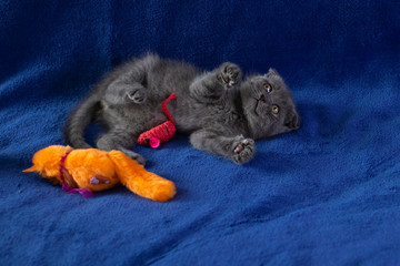 Scottish fold kitten. The cat sits in the basket and places one foot outside. Cat in a wicker...