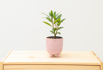 Bay leaf in a pink pot on a wooden shelf. Minimalism.  Life style