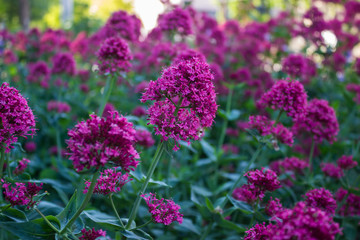 pink flowers in the garden