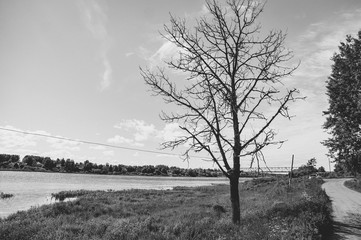 A lone old tree stands between the river and the road