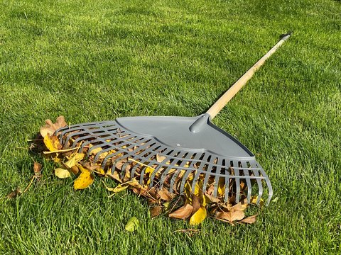 Garden plastic rake on lawn with autumn leaves in pile