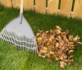Garden plastic rake on lawn with autumn leaves in pile