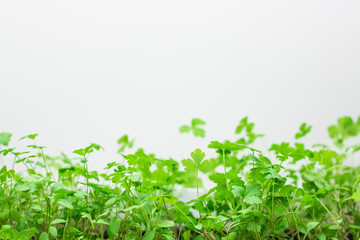 parsley sprouts on a white background. Copy space. Green summer parsley on a white background. Place to record. Greenery. Healthy diet. Diet. Greens for salad. Nutrition