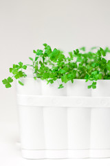 Parsley in a white pot and on a white background. Green summer parsley on a white background. Place to record. Greenery. Healthy diet. Diet. Greens for salad. Nutrition