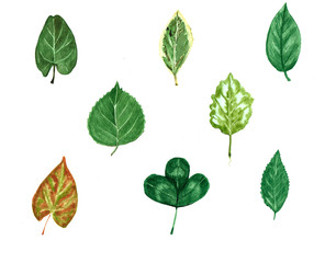 Green hand painted watercolor leafs on white background 