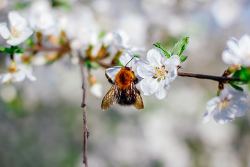 Bumblebee sits on a branch of a blossoming tree against the sky. White cherry flowers. Green leaves of a tree. Bumblebee close-up. Bumblebee collects nectar. Wild bumblebee. 