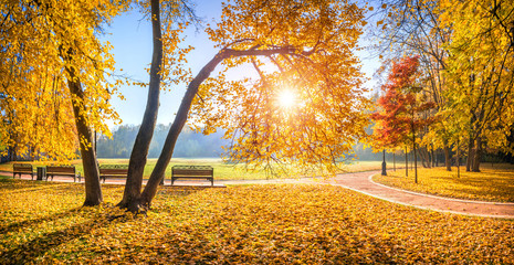 Obraz premium Осеннее дерево в парке Царицыно Golden autumn trees in Tsaritsyno park in Moscow