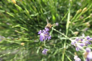 abeille lavande plan large