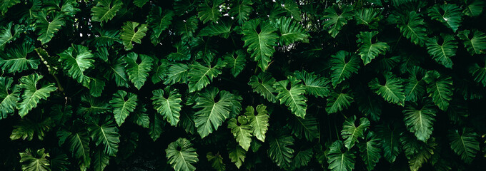 Green leafs wall