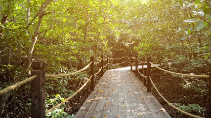 travel shooting along tourist wooden bridge with handrails among tropical jungle plants hidden from scorching sun