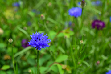 Beautiful blue flowers in the garden. Cornflower, Centaurea cyanus, Asteraceae. Cornflower grass or bachelor flower in the garden. Naturalism, ecology.