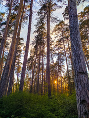 Beautiful summer sunset in a forest grove