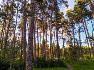 Beautiful summer grove