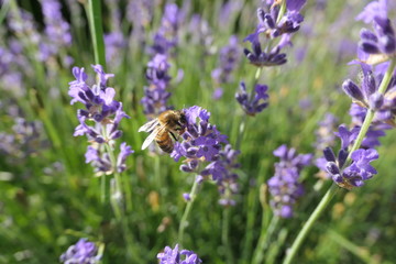 champ de lavande avec abeille