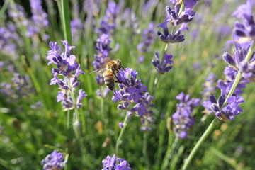 abeille sur un brin de lavande
