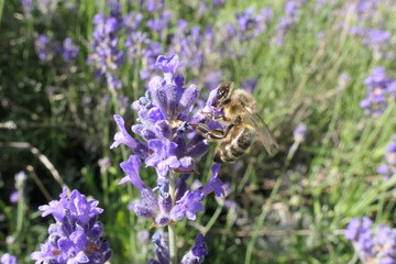 abeille butinant sur la lavande