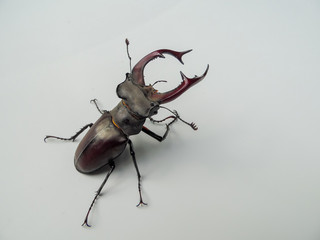 beetle deer creeps on a white background close-up