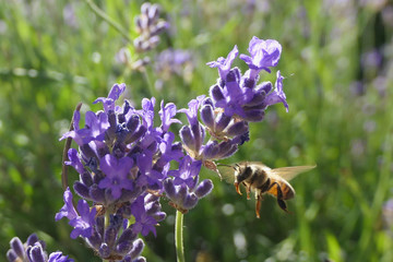 abeille qui butine