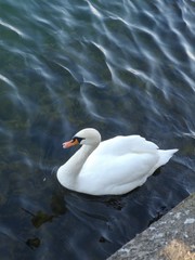 white swan on the water