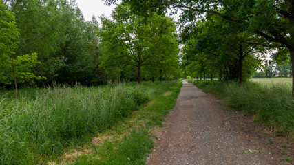 Countryside path surrounded by lush green.