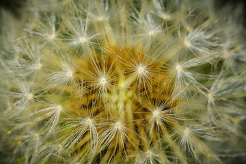 dandelion heart