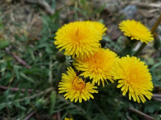 yellow dandelion flower