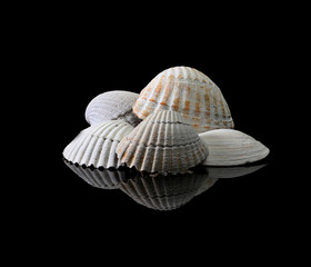 seashell on black background