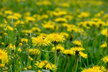 Lots of yellow spring dandelions