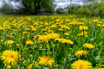 Fototapeta premium Lots of yellow spring dandelions