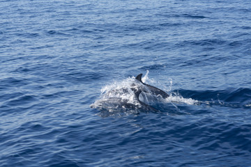 Fototapeta premium Couple of dolphins jumping in the ocean