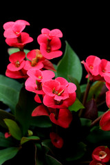 red flowers on the black Background