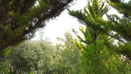 sea framed with tree