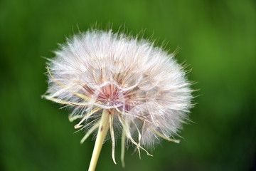Fototapeta premium dandelion seed head