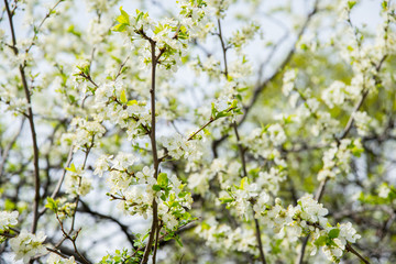 Obraz premium intertwined tree branches with many small young leaves and white flowers on a background out of focus