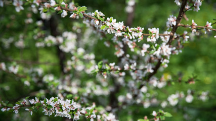 intertwined tree branches with many small young leaves and white flowers on a background out of focus