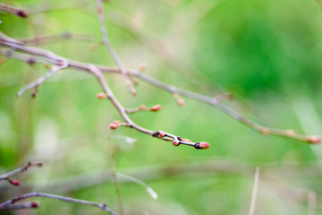 Young buds swelled on a branch - green natural background