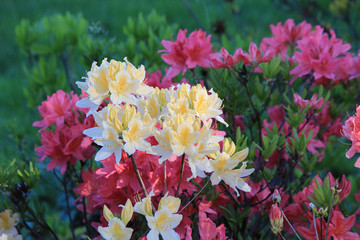 rhododendrons in park
