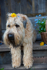 Portrait of a dog on a wooden porch next to a basket full of forget-me-nots.