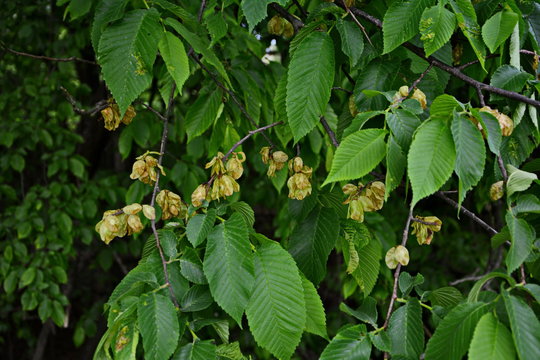 Karagach. Elm Tree, fruits of the elm tree