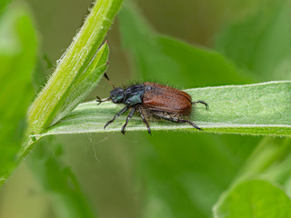 Ein Gartenlaubkäfer (Phyllopertha horticola) mit seinen behaarten Beinen und seinen mit drei Lamellen besetzten kurzen Fühlern auf einem Grashalm als Makroaufnahme