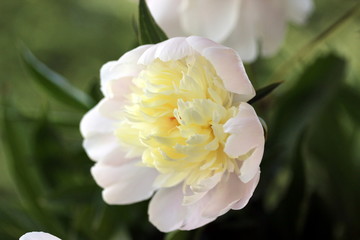 white and yellow flower