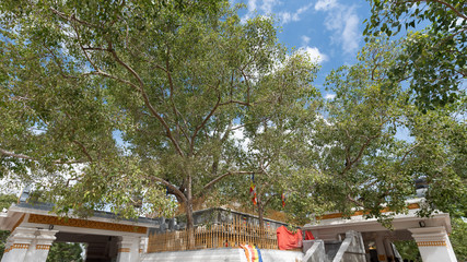 Obraz premium Sri lanka famous place Jaya Sri Maha Bodhi is a sacred fig tree in the Mahamewna Gardens, Anuradhapura, Sri Lanka.It was planted in 288 BC, and is the oldest living human-planted tree in the world