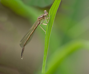 Eine Gemeine Winterlibelle  (Sympecma fusca) aus der Familie der Teichjungfern (Lestidae) mit Ihren weit auseinanderstehenden Augen an einem Grashalm als Nahaufnahme