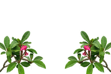 
The background image of the double flower bouquet in bloom