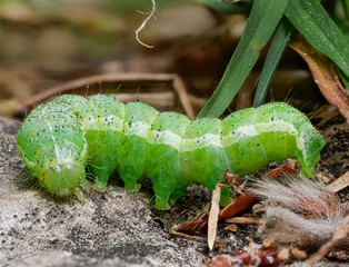 Die grüne Raupe des Kleinen Frostspanners (Operophtera brumata) auf Waldboden 