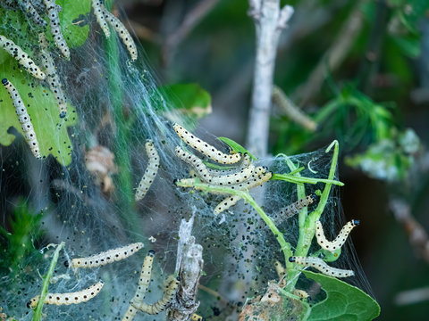 Die gefr&auml;&szlig;igen Raupen der Pfaffenh&uuml;tchen Gespinstmotte (Yponomeuta cagnagella) an einem Gespinnst an einer Pflanze am Wegrand im Wald als Nahaufnahme