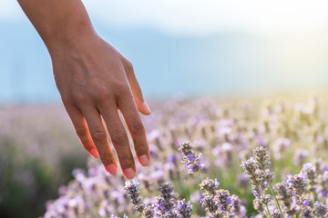 Touching the lavender.