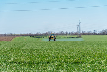 Tractor spraying wheat field.