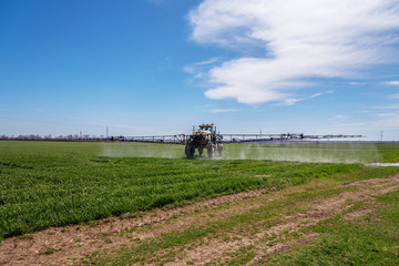 Tractor spraying wheat field.