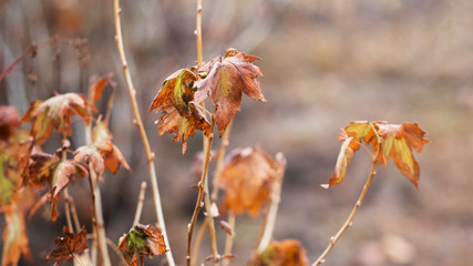 Autumn dry leaves currant  on the bush